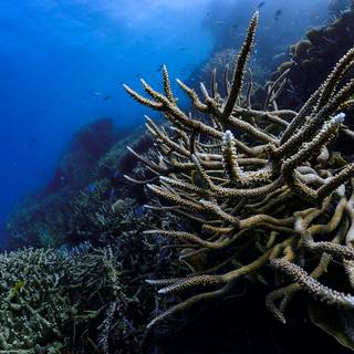 Marine biologist wallpaper