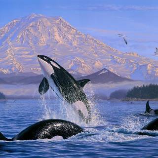 Desktop orcas wallpaper