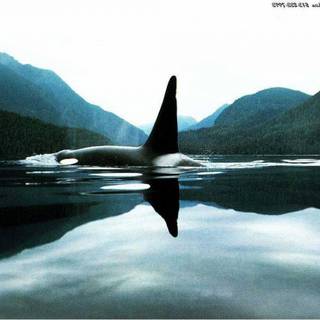 Desktop orcas wallpaper