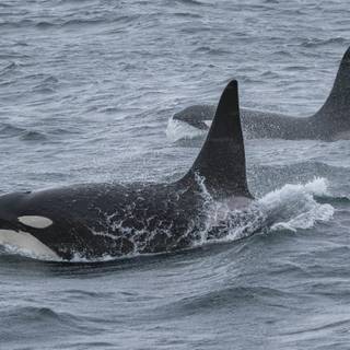 Desktop orcas wallpaper