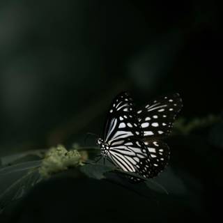 Butterfly black and white wallpaper