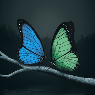 Blue butterfly phone wallpaper