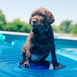 Dog pool wallpaper