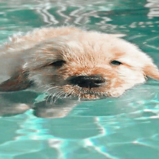Swimming dog wallpaper