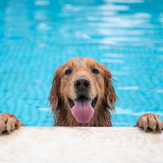 Dog pool wallpaper