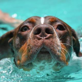 Dog pool wallpaper