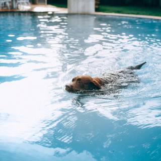 Dog pool wallpaper