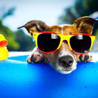 Dog pool wallpaper