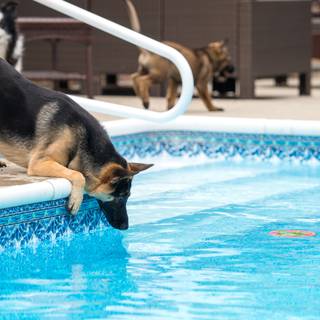 Dog pool wallpaper