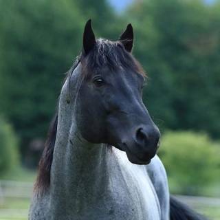 Roan horse wallpaper