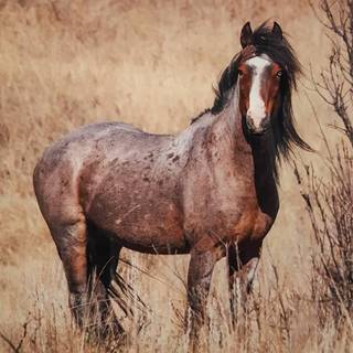 Roan horse wallpaper