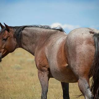 Roan horse wallpaper