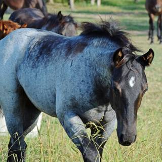 Roan horse wallpaper