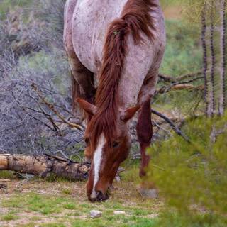 Roan horse wallpaper
