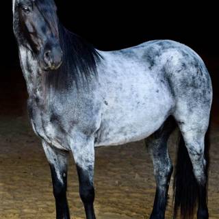 Roan horse wallpaper