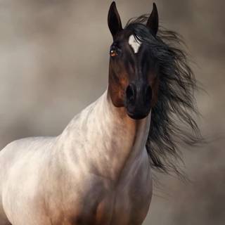 Roan horse wallpaper