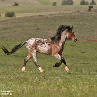 Roan horse wallpaper