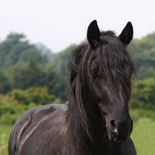 Roan horse wallpaper