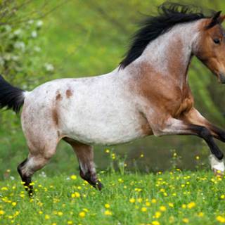 Roan horse wallpaper