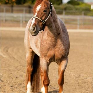 Roan horse wallpaper