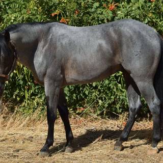 Roan horse wallpaper