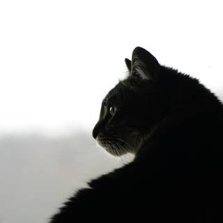 Cat profile wallpaper