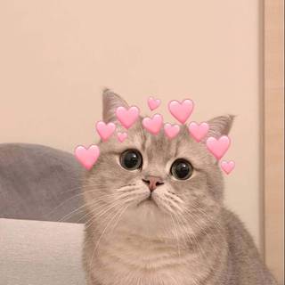 Cat profile wallpaper