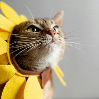 Cat profile wallpaper