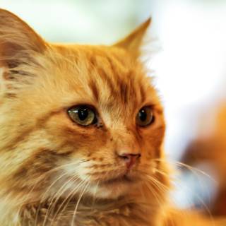 Cat profile wallpaper