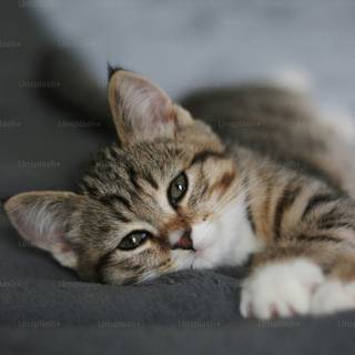 Cat profile wallpaper