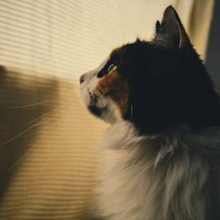 Cat profile wallpaper