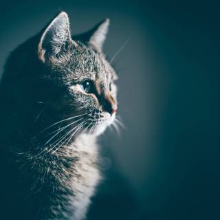 Cat profile wallpaper