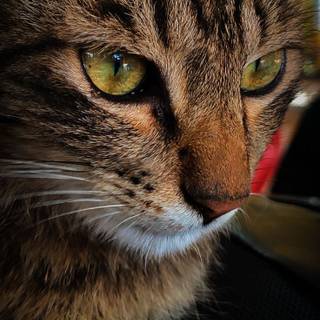 Cat profile wallpaper