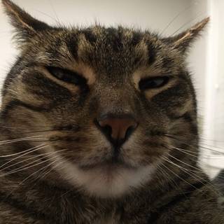 Cat profile wallpaper