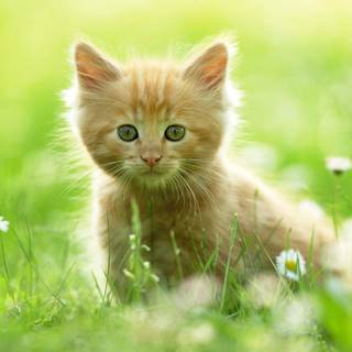 Cat profile wallpaper