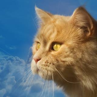 Cat profile wallpaper