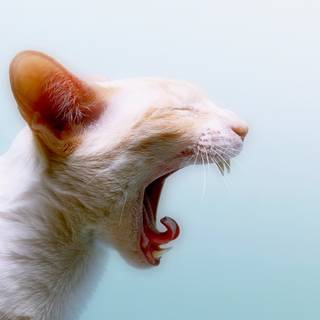 Cat profile wallpaper