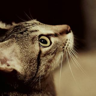 Cat profile wallpaper