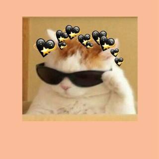 Cat profile wallpaper