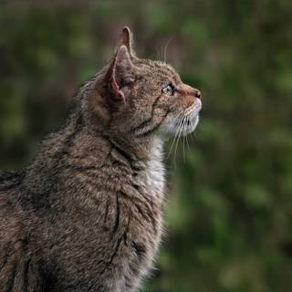 Cat profile wallpaper