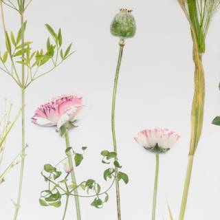 Wild flowers artwork wallpaper