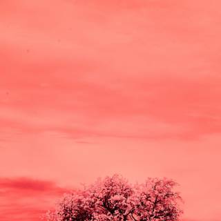 iPhone 16 Pro Max wallpaper