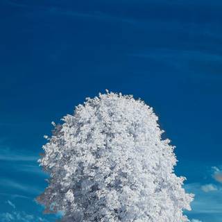 iPhone 16 Pro Max wallpaper