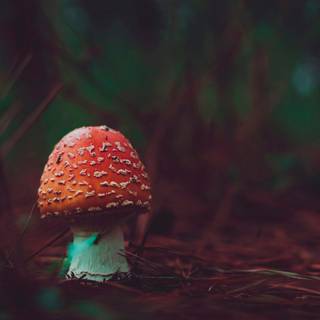 4k mushrooms wallpaper