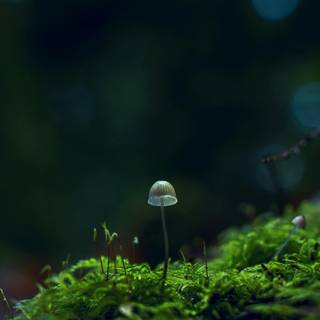4k mushrooms wallpaper