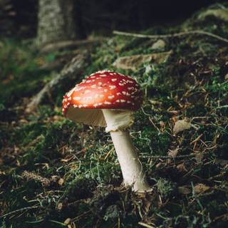 4k mushrooms wallpaper