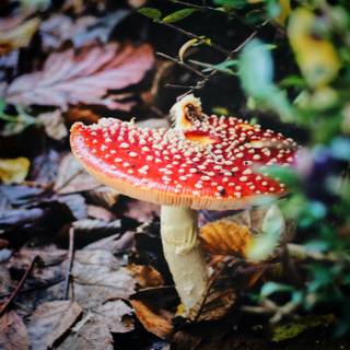 4k mushrooms wallpaper