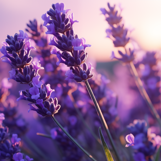 Lavander 4k wallpaper