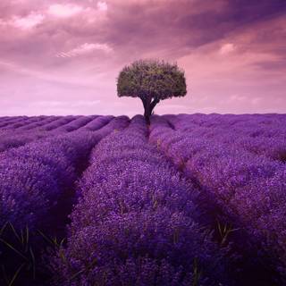 Lavander 4k wallpaper