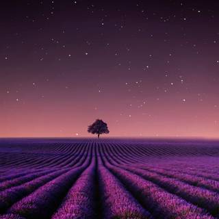 Lavander 4k wallpaper